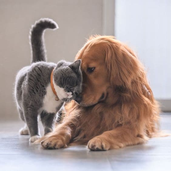 Galeria Pet 4